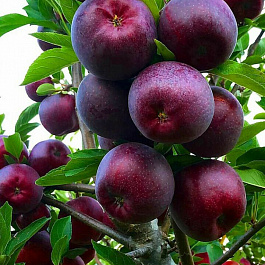 Яблоня колоновидная Черный магнат