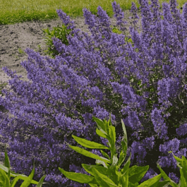 Котовник Фассена Junior Walker