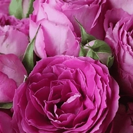 Роза кустовая Fuchsia Lace