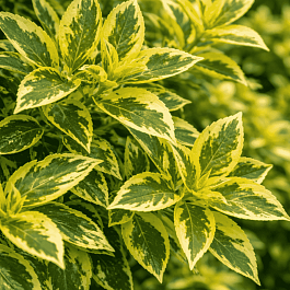 Бузина черная  Madonna