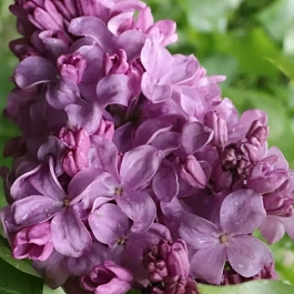 Сирень обыкновенная Маршал Бирюзов