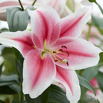 Лилия ОТ-гибрид Мисс Марпл