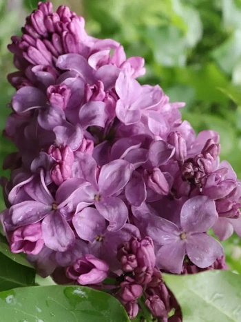 Сирень обыкновенная Маршал Бирюзов