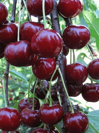 Дюк (Черевишня) Кормилица