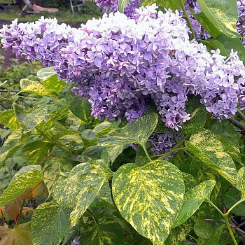 Сирень обыкновенная Aucubifoliaа штамбе