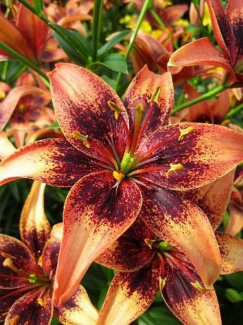 Лилия азиатская Танго Уислер Лилия азиатская Танго Уислер