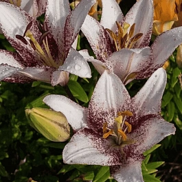 Лилия Sweet Zanica