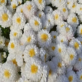 Хризантема мелкоцветковая Ellen White