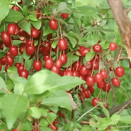 Лох многоцветковый