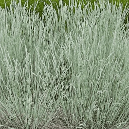 Овсяница валийская Glaucantha