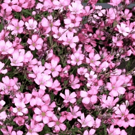 Гипсофила ползучая Rosea