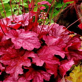 Гейхера Berry Smoothie
