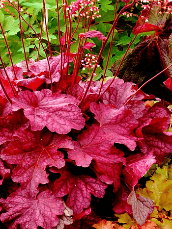 Гейхера Berry Smoothie