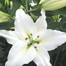 Лилия восточная Монселла