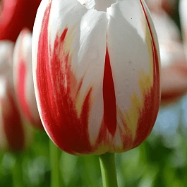 Тюльпан пестролистный Happy Generation