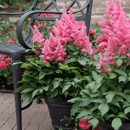 Астильба японская Drum and Bass