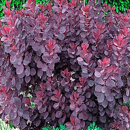 Скумпия кожевенная Rubrifolius