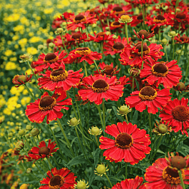 Гелениум осенний Helena Red