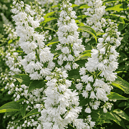 Дейция шершавая Pride of Rochester