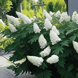 Гортензия дуболистная Snow Queen