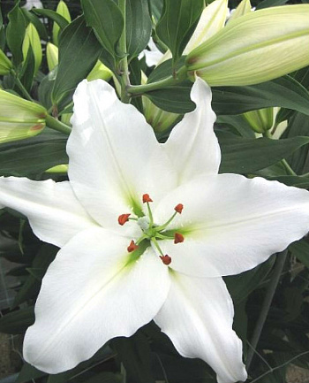 Лилия восточная Монселла