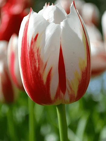 Тюльпан пестролистный Happy Generation