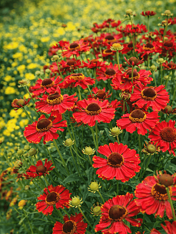 Гелениум осенний Helena Red