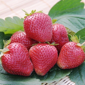 Земляника садовая Вима Ксима