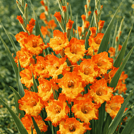 Гладиолус Princess Margret Rose