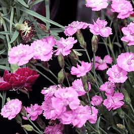 Гвоздика гратианополитанская Mix