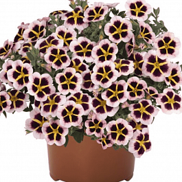 Калибрахоа Tik Tok Crystal