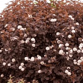 Пузыреплодник калинолистный Andre