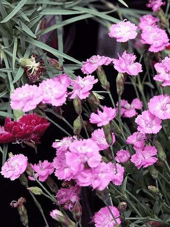 Гвоздика гратианополитанская Mix