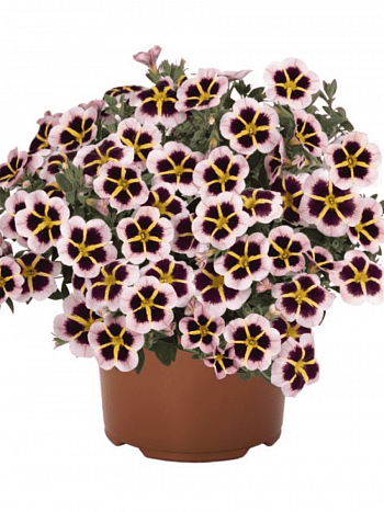 Калибрахоа Tik Tok Crystal