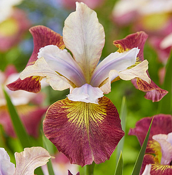 Ирис сибирский Шугар Раш