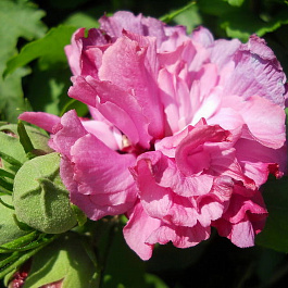 Гибискус сирийский Дю де Брабан