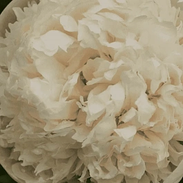 Пион Colonel Owen Cousins