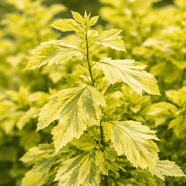 Пузыреплодник калинолистный Annys Gold