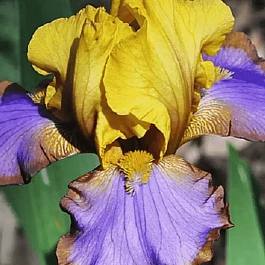 Ирис германский Brown Lasso