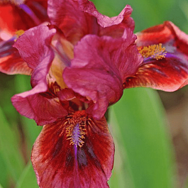 Ирис карликовый Lady in Red