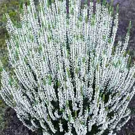 Вереск обыкновенный Elisia