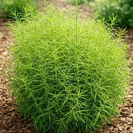 Осока пальмолистная Little Midge