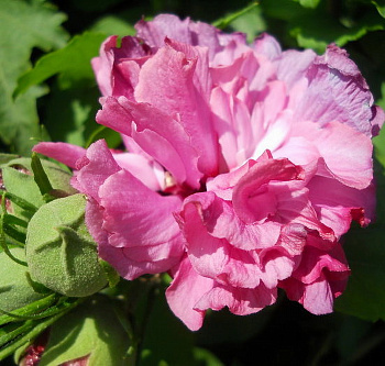 Гибискус сирийский Дю де Брабан