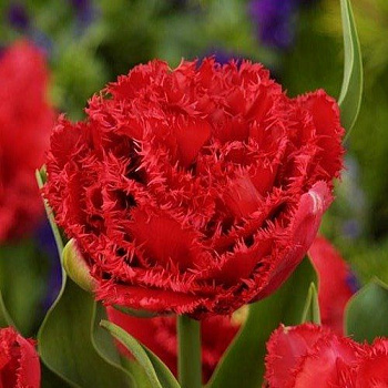 Тюльпан бахромчатый Энфилд