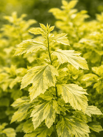 Пузыреплодник калинолистный Annys Gold