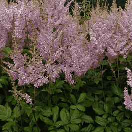 Астильба Арендса Punk Rock