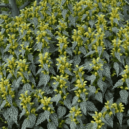 Яснотка зеленчуковая Herman's Pride