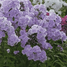 Флокс метельчатый Константин Мельников