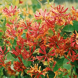 Жимолость Гекрота Goldflame