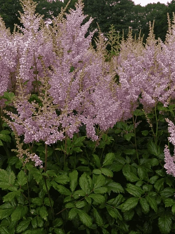 Астильба Арендса Punk Rock